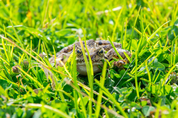 istock Frog is hiding in the bright green meadow 1149125376