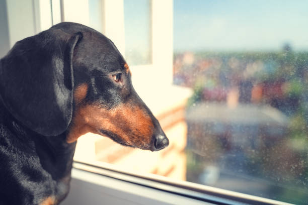 portrait of a dachshund dog, black and tan, sadly looks out the window into the street awaiting the return of the owner  to come home - dachshund dog sadness sitting imagens e fotografias de stock