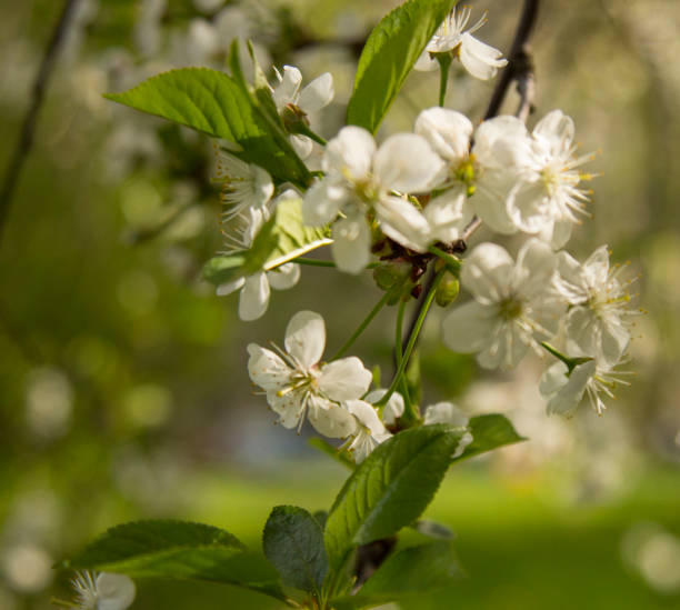 istock blooming white flowers, cherry - time flavor and spring. summer is coming 1149127069