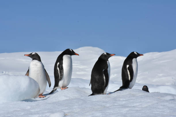 istock A group of penguins standing on the ice 1149127076