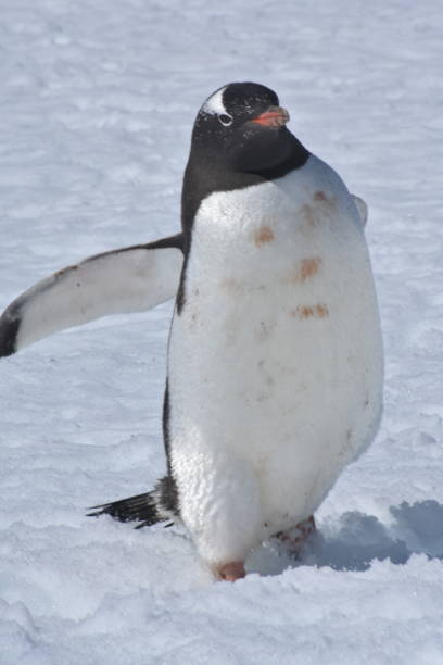 istock One penguin walking on the icy snow 1149127099