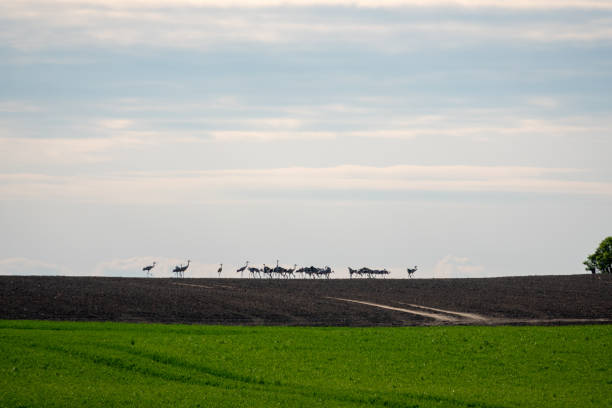 istock a large group of cranes standing on the horizon on a field 1149127122