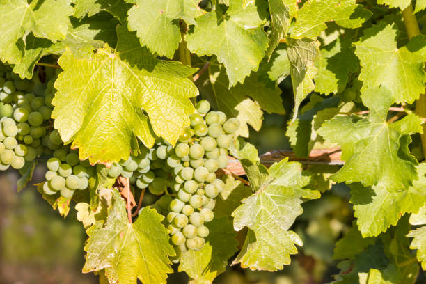 istock Sauvignon Blanc grapes ripening on vine in vineyard 1149127201
