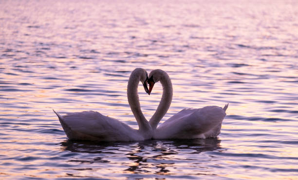 istock Caressing couple of white swand on sunset. 1149127539