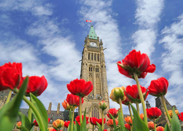 Canadian Parliament with red tulips in the foreground Canadian Parliament with red tulips in the foreground, Ontario, Canada parliament hill ottawa stock pictures, royalty-free photos & images