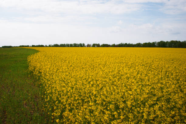 istock Yellow field rapeseed in bloom 1149127684