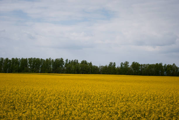 istock Yellow field rapeseed in bloom 1149127743