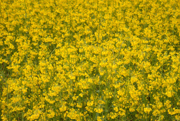 istock Yellow field rapeseed in bloom 1149127757