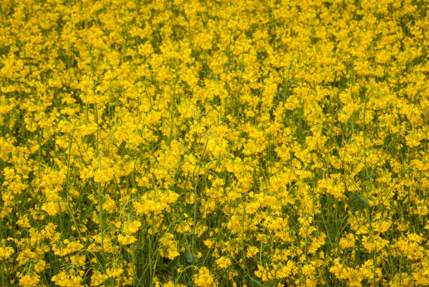 istock Yellow field rapeseed in bloom 1149127773