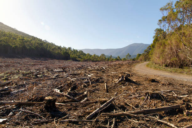 Tasmania's Forestry Industry stock photo