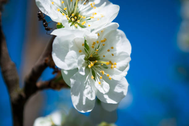 istock Beautiful cherry flowers. Sakura 1149129249