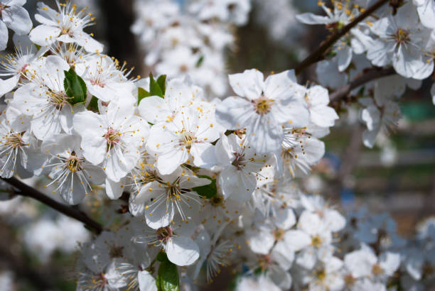 istock Beautiful cherry flowers. Sakura 1149129288