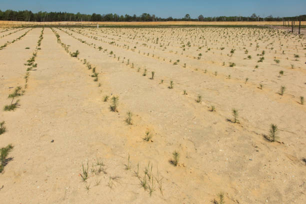 florestação da antiga mina de areia - afforestation - fotografias e filmes do acervo