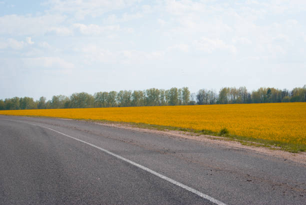 istock Yellow field rapeseed in bloom 1149130037