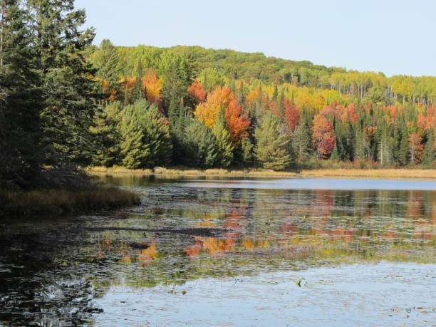 istock Eastern Ontario foliage 1149130220