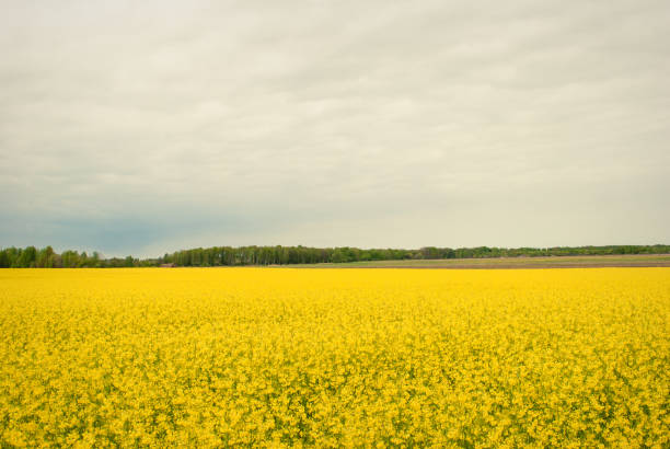istock Yellow field rapeseed in bloom 1149130881