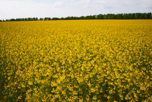 istock Yellow field rapeseed in bloom 1149130906
