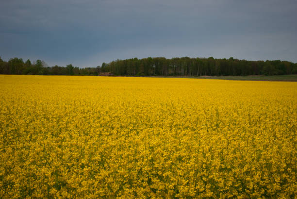 istock Yellow field rapeseed in bloom 1149130933