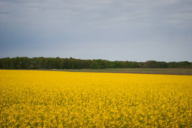 istock Yellow field rapeseed in bloom 1149130939