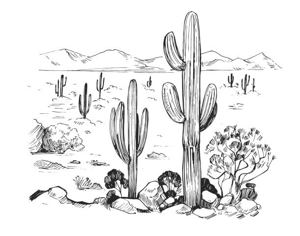 illustrazioni stock, clip art, cartoni animati e icone di tendenza di schizzo del deserto d'america con cactus. paesaggio della prateria. illustrazione vettoriale disegnata a mano - wild west immagine