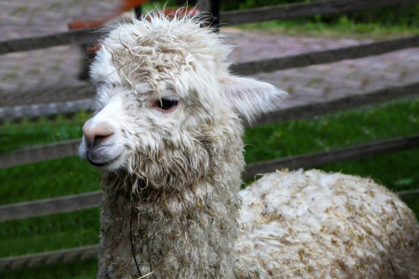 istock White funny alpaca looking at the camera on green field 1149131617