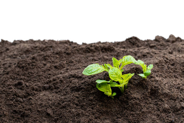istock Potato sprouts in soil isolated on white 1149131632