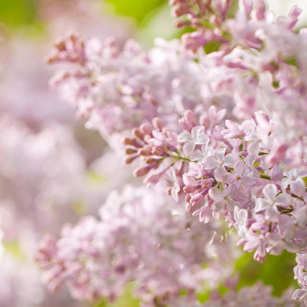 istock branch of a blossoming lilac 1149131686
