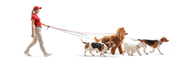 istock Young female dog walker with four dogs 1149131696