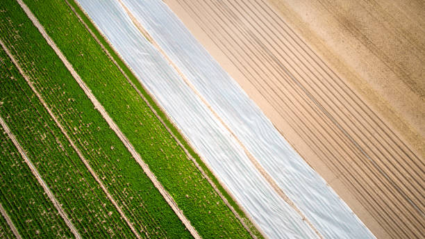 istock Abstract agricultural fields, vegetable plantation - aerial view 1149131702