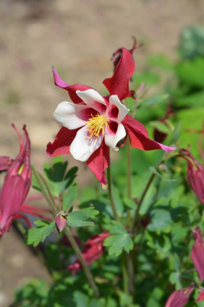 istock Hybrid Columbine Danish Dwarf 1149132720