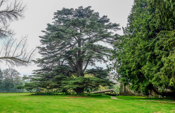 istock Large imposing cedar tree in a countryside setting with grass in the foreground. 1149132782