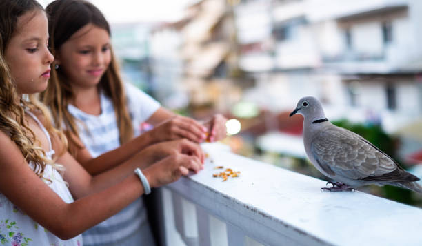 istock Two beauty girls feeding a pigeon 1149132821