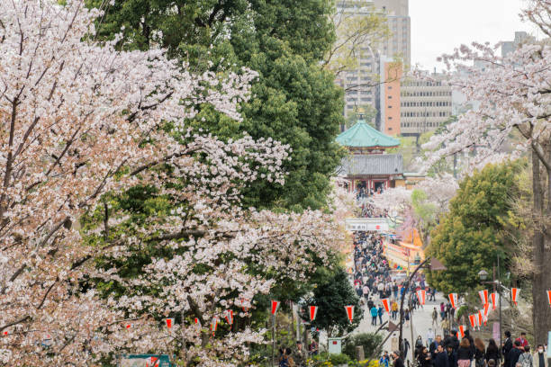 일본 도쿄의 다이토 구에 있는 우에노 공원에서 벚꽃 시즌에 나무 밑을 걷는 사람들. - traditional festival japanese flag japanese culture japan 뉴스 사진 이미지