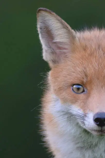 Photo of Red Fox Head Shot