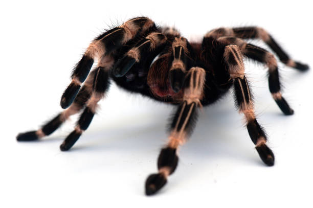 Birdeating Spider isolated on white background