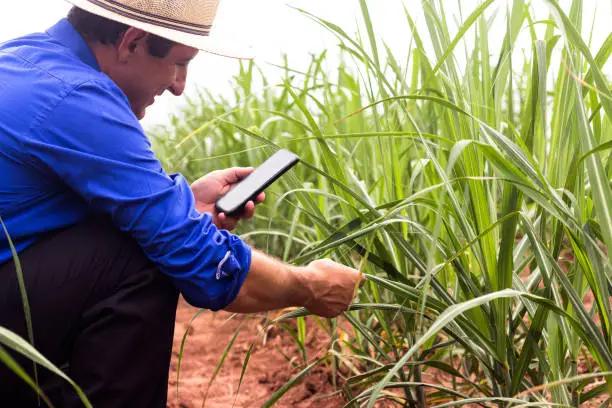 Farmer working in the field of sugarcane in Brazil. Using smartphone for smart farming. Concept of economy.