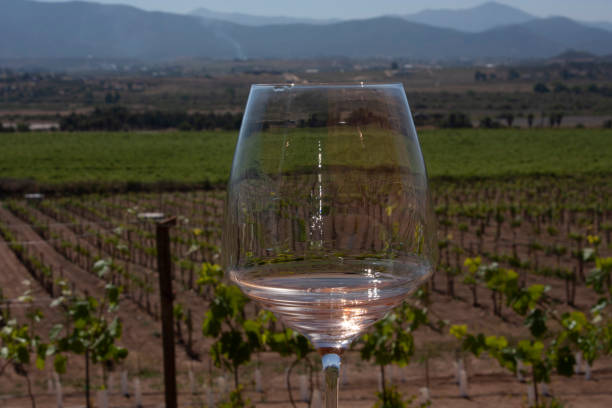 istock Refractive effect of light through a glass cup that shows the wine area behind the content of the glass is rose wine the area planted with vine is in Baja California Mexico 1149136540
