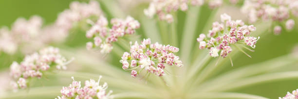 istock unusual plant with a umbellate inflorescence flower 1149136779
