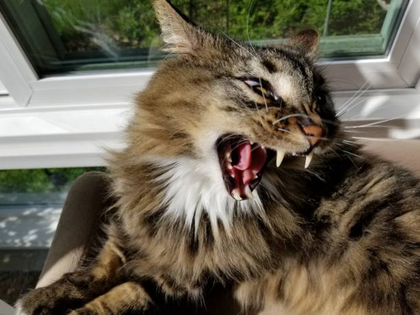 istock Cute cat with mouth open wide showing sharp teeth 1149139436