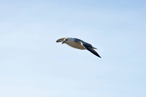 fulmar, northern fulmar,  seabird, full body bird, flying fulmar stock pictures, royalty-free photos & images