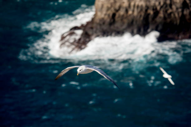 istock fulmar, northern fulmar,  seabird, full body 1149140546