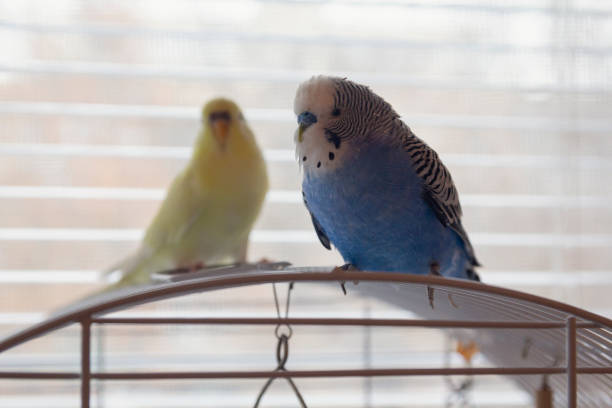 istock Two parrots are sitting on the cage. Birds 1149140656