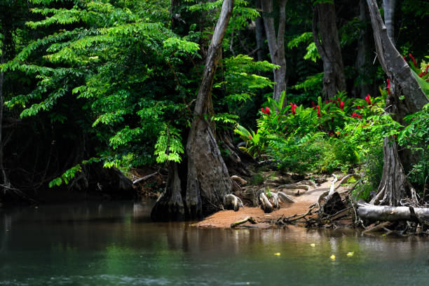 The national park area recovering after hurricane Maria