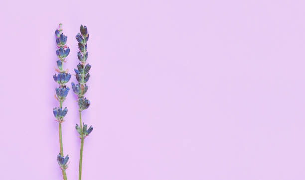 보라색 라벤더 꽃은 밝은 보라색 보라색 배경에 배치. 평면도, 평 신도. 최소한의 개념 꽃 조성 물. 발렌타인 데이, 어머니의 날 이랑. . - lavender dried plant lavender coloured bunch 뉴스 사진 이미지