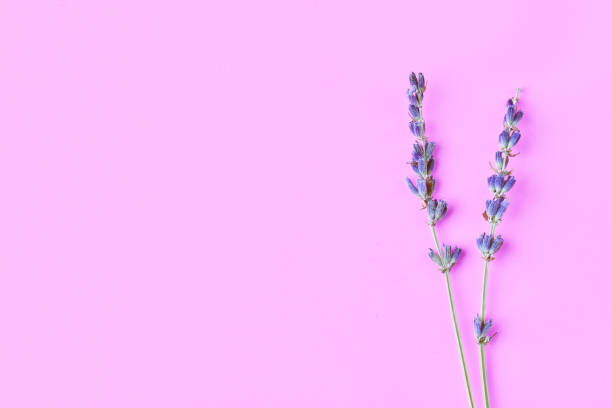 istock violet lavender flowers arranged on bright purple background. Top view, flat lay. Minimal concept. 1149140742