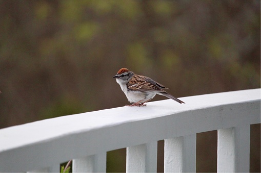 One little brown bird on porch in spring.  Canada.  Portrait.  Copy space