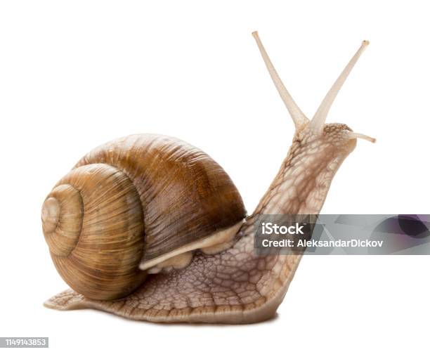 Snail Stock Photo - Download Image Now - Snail, White Background, Cut Out