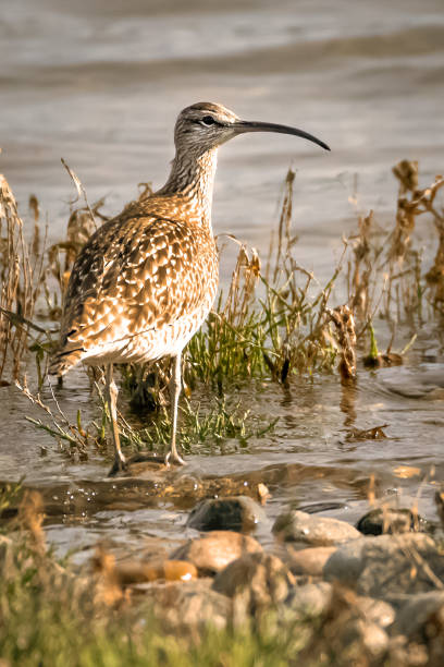 istock Whimbrel Sandpiper on Mud Flats 1149145704