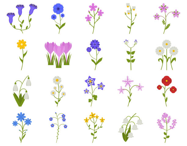 ilustrações, clipart, desenhos animados e ícones de o ícone do wildflower ajustou-se no estilo liso, coronaries, cornflower, camomila, margarida, etc., ilustração do vetor das plantas - uncultivated flower chicory cornflower