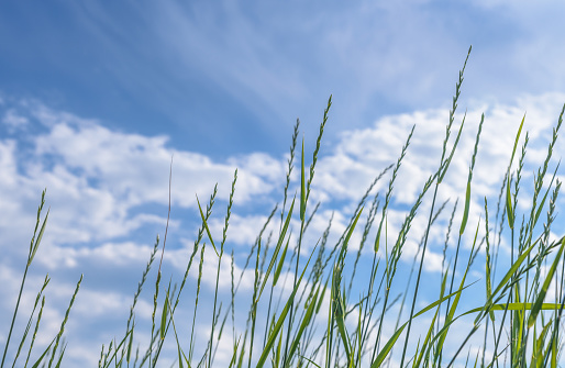 Tilt upward of tall green wild grass softly waving in the wind against blue sky with copy space